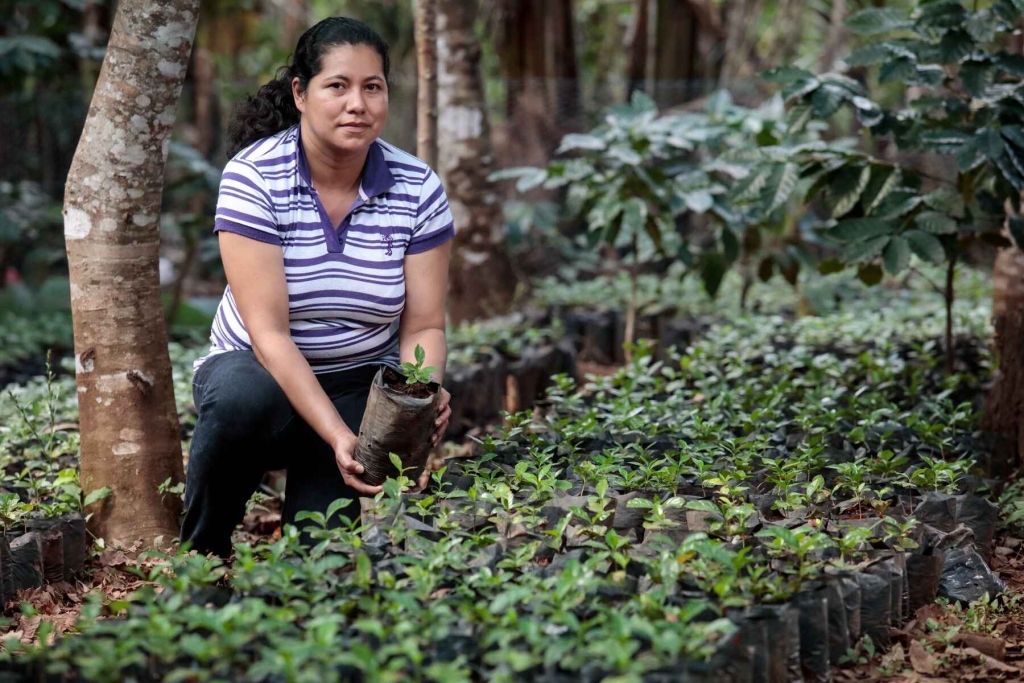 Plantação de café em El Salvador