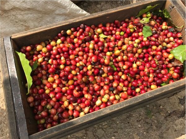 Jamaican Blue Mountain №1 - Café fresco em grão - 100 g