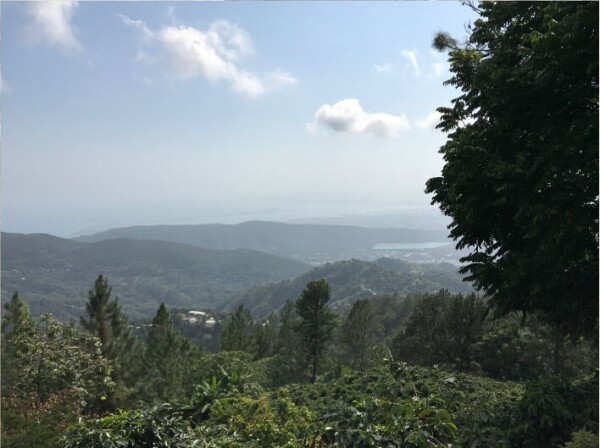 Jamaican Blue Mountain №1 - Café fresco em grão - 100 g
