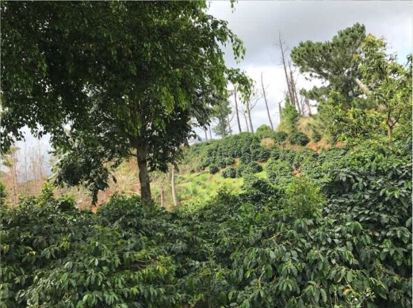 Jamaican Blue Mountain №1 - Café fresco em grão - 100 g