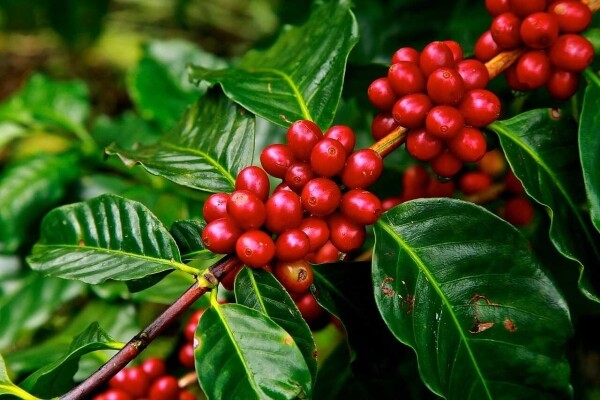 Café em grão para misturar - Café fresco em grão - 1 kg