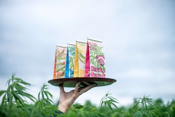 Cânhamo e curcuma - Chá de cânhamo e curcuma 50 gramas - Dutch Harvest chá a granel