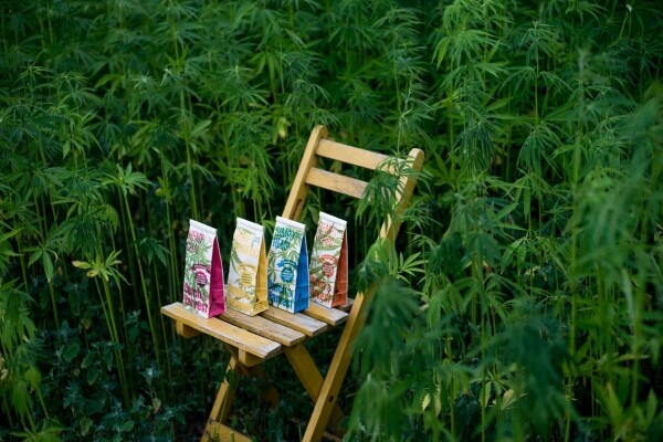 Cânhamo e curcuma - Chá de cânhamo e curcuma 50 gramas - Dutch Harvest chá a granel